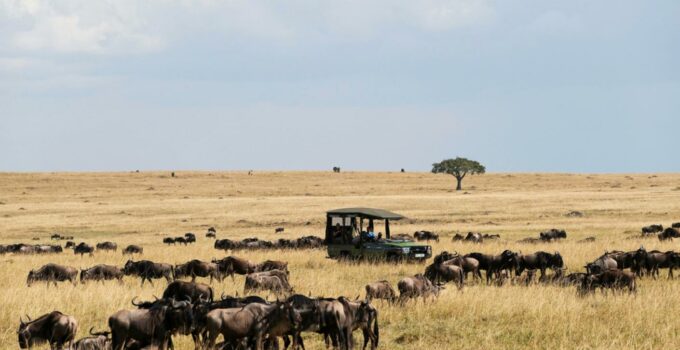 Maasai Mara Game Reserve: Safaris Económicos